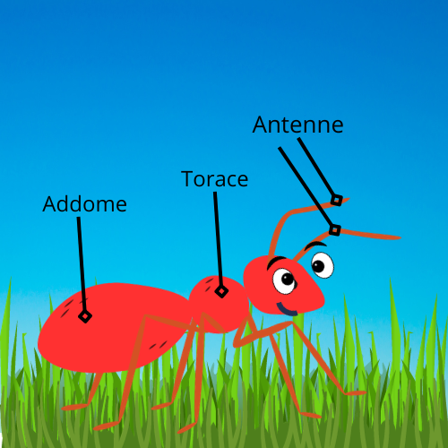 Immagine che mostra come è suddiviso il corpo delle formiche: antenne, torace e addome